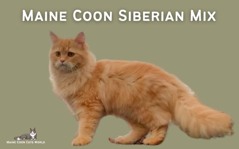 Onde A Espanha Fica – Maine coon siberian mix: a guide to this hybrid cat breed