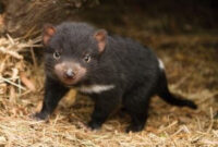 Tracing Creation By Kids tasmanian devil Joeys Are Not Just Cute, Their Birth Is Vital To …