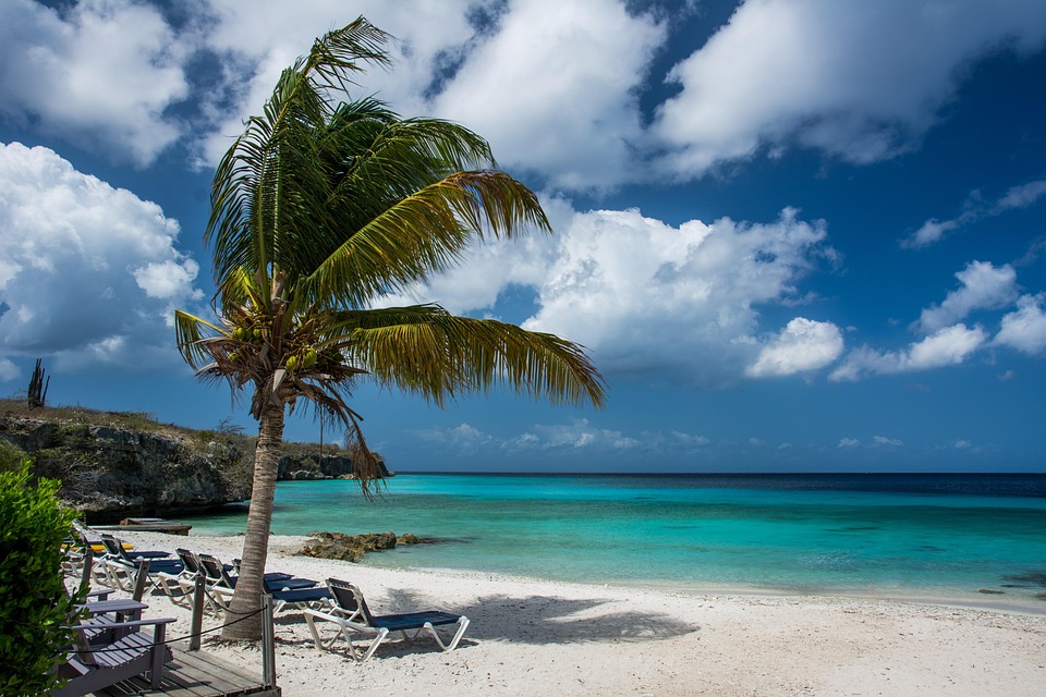  Free photo: Beach, Palm Tree, Palm, Tropical - Free Image on Pixabay Illustration 