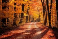 1/4 Inch 304 Stainless Ball Bearing Catalog Beautiful Scenery Of The Path Through The Fall Trees In The Forest 1/4 Inch 304 Stainless Ball Bearing Catalog Beautiful Scenery Of The Path Through The Fall Trees In The Forest
