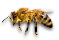 Bee Life Cycle Worksheet File:honey Bee (apis Mellifera).jpg