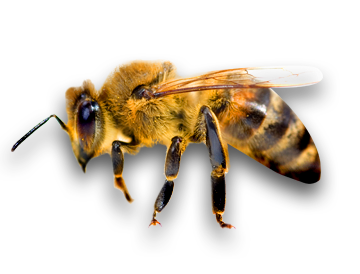 Bee Life Cycle Worksheet File:honey Bee (apis Mellifera).jpg