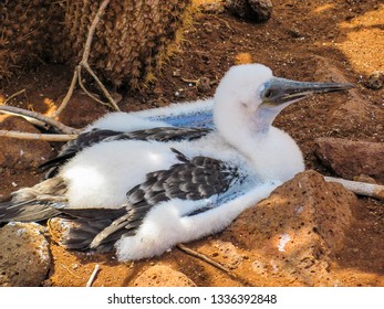 Documentaries About Project 2025 – Blue-footed booby photos, blue-footed booby images, nature wildlife