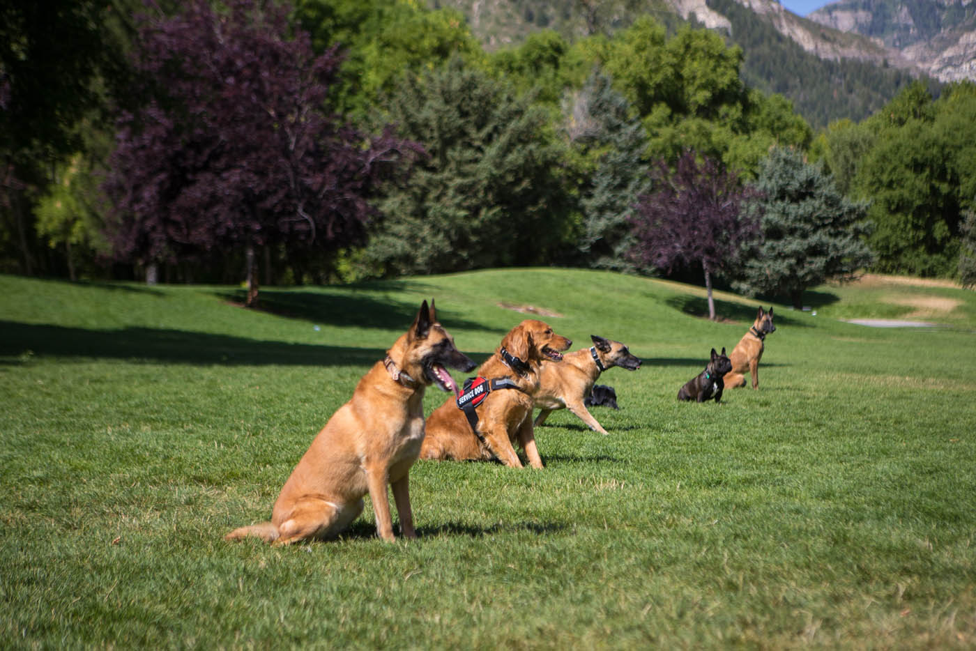  Dog Training in Cleveland, OH Bildidee 
