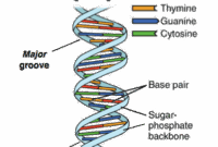 Dna Replication Worksheet Complete The Sentence Bbc News