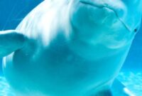 Special Education Printable Worksheets whale Sanctuary Special Education Printable Worksheets whale Sanctuary