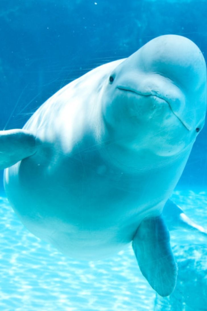Special Education Printable Worksheets whale Sanctuary