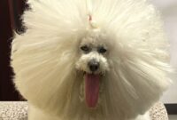 Pumpkin Pie Patterns For Preschool Top Picks Best Dog Breeds For First Time Owners 2024 – Artofit Pumpkin Pie Patterns For Preschool Top Picks Best Dog Breeds For First Time Owners 2024 – Artofit