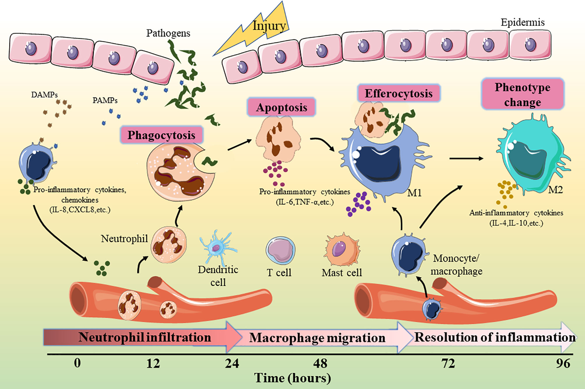 Liga Argentina De Handebol – Clinical pathology glossary: acute inflammatory response