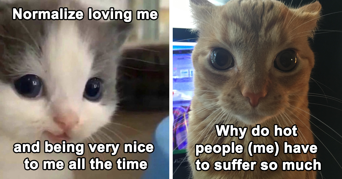  30 Cat Memes That Might Make You Say “That’s Literally Me” 