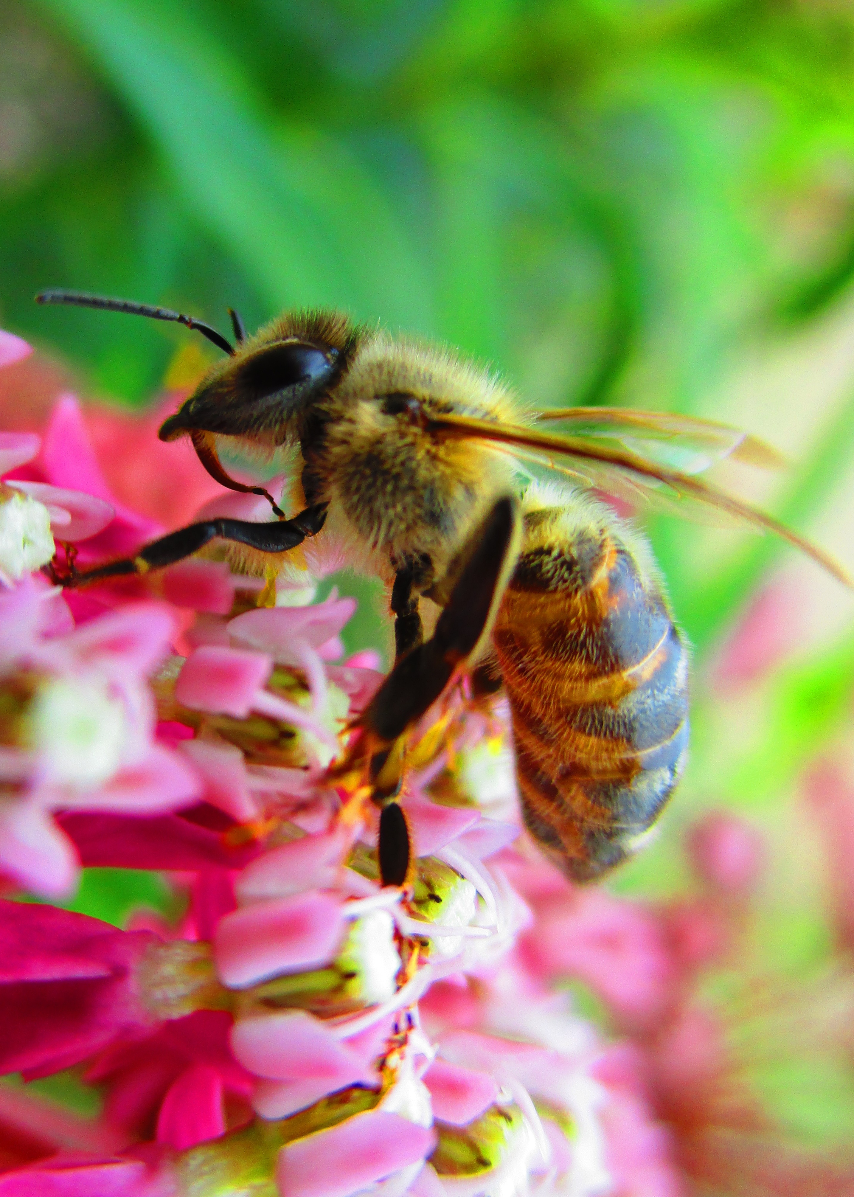  Free Images : honey, bee, pollinator 2866x4017 - - 1371048 - Free stock 