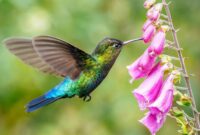 Traceable Lion 19 Flowers That Hummingbirds Love (plant These In Your Garden … Traceable Lion 19 Flowers That Hummingbirds Love (plant These In Your Garden …