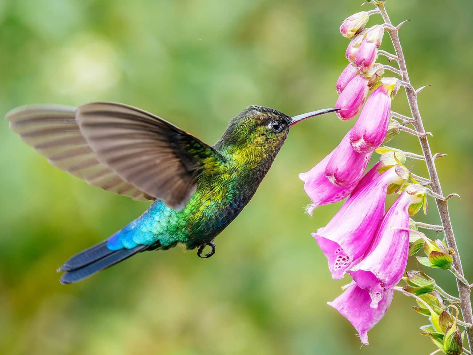 Traceable Lion 19 Flowers That Hummingbirds Love (plant These In Your Garden …