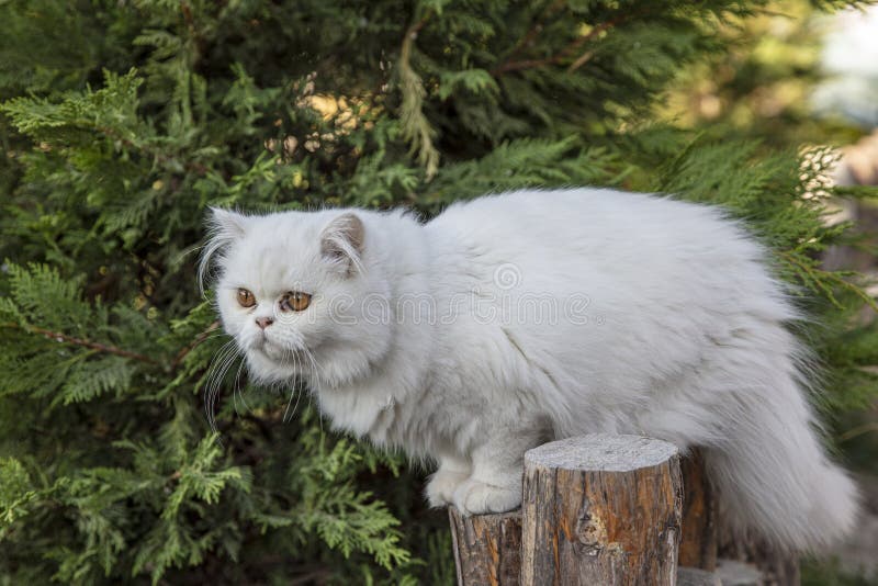  Persian Cat is a Long-haired Breed of Cat Characterized by Its Round 