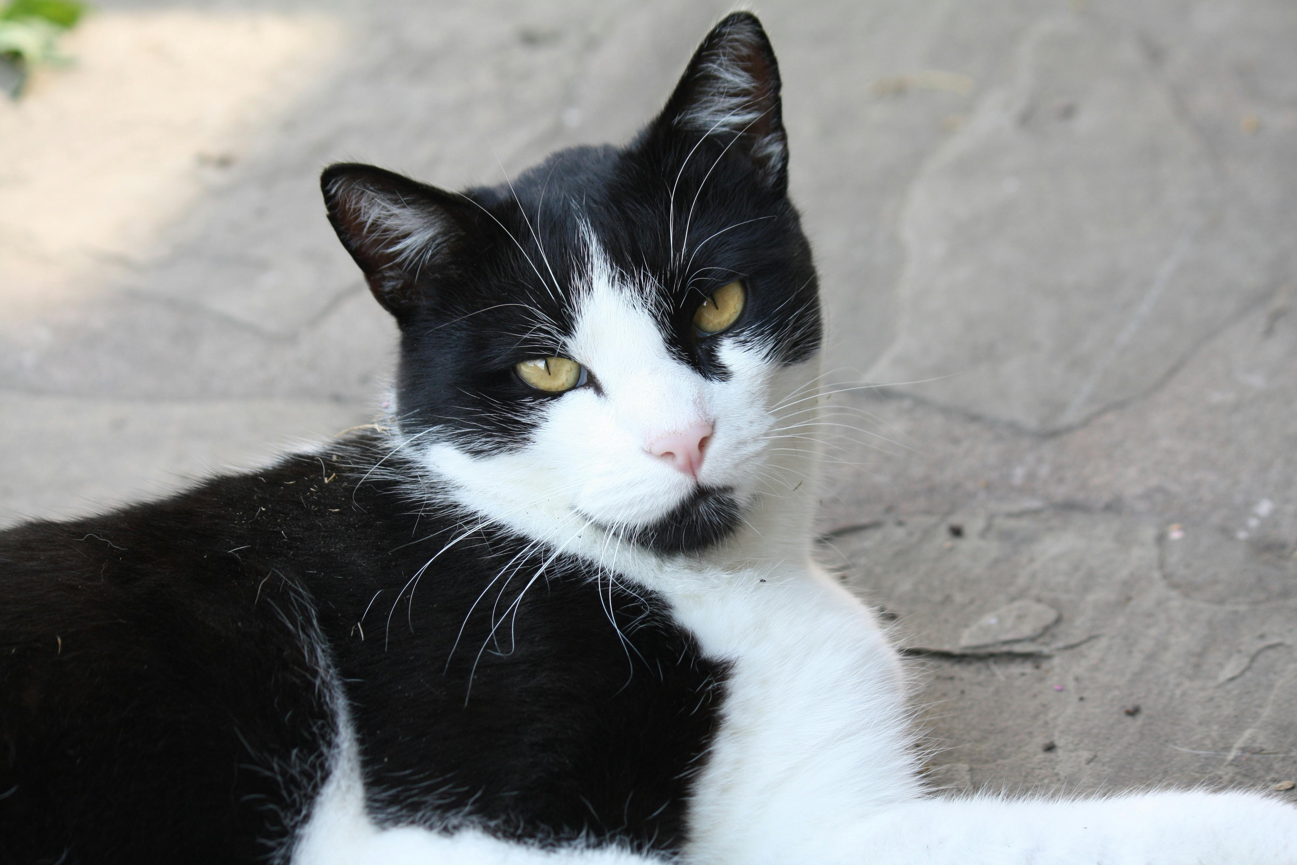  Black and White Cat · Free Stock Photo Motiv 