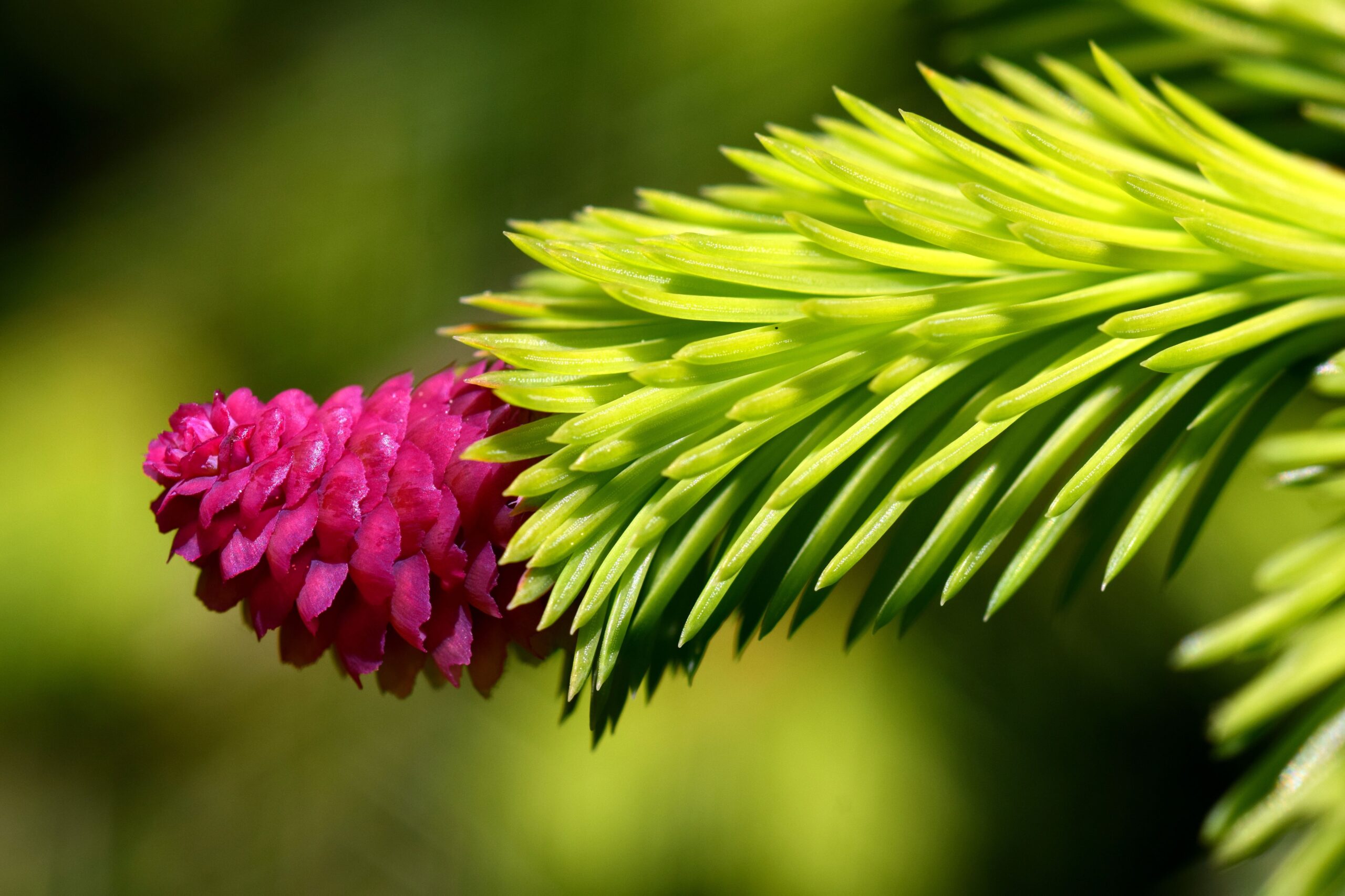 Beth Hart Net Worth 2024 – Free images : tree, nature, grass, blossom, light, plant, sunlight