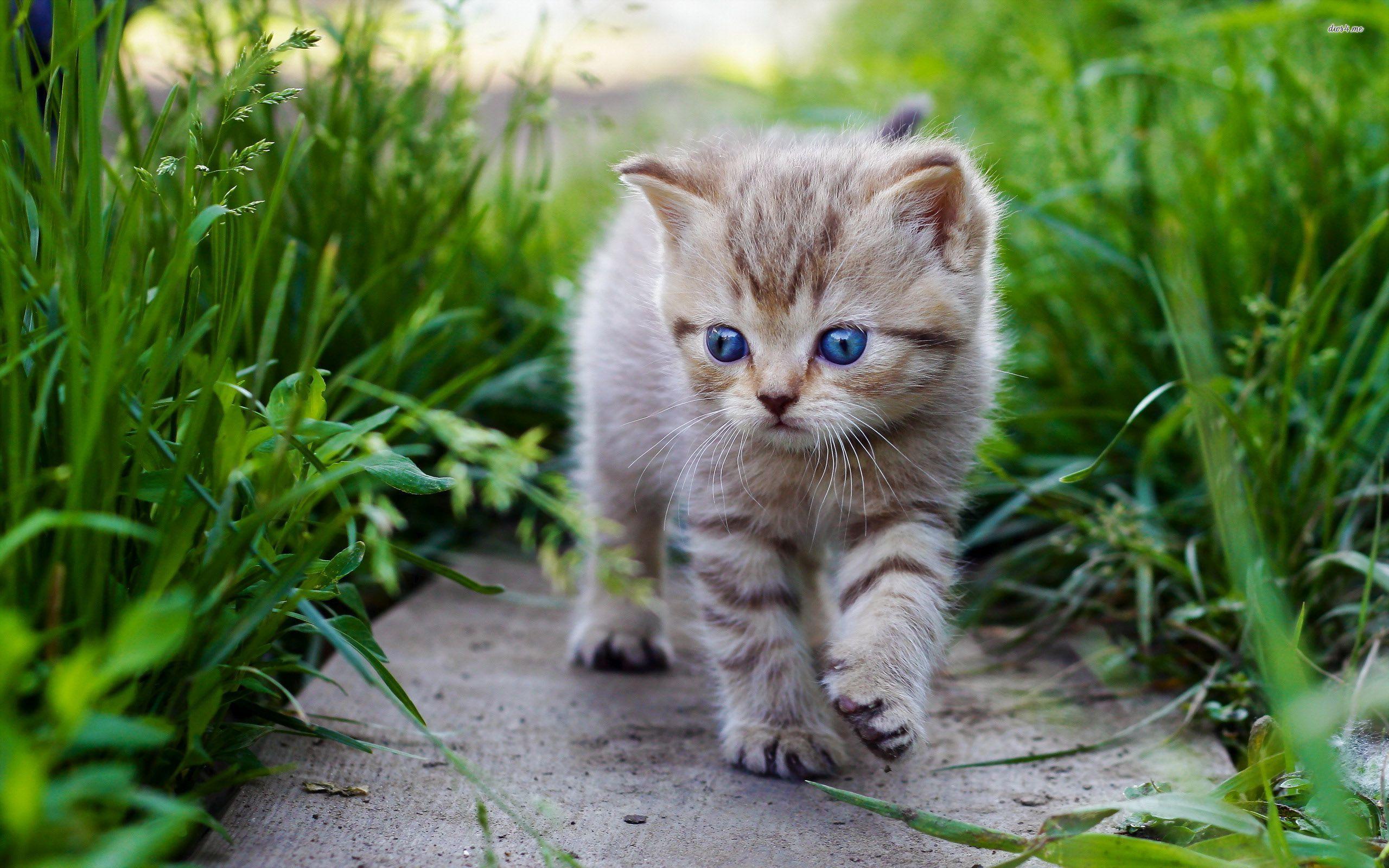 Best Films January 2025 – Free images : kitten, close up, whiskers, vertebrate, snow leopard …