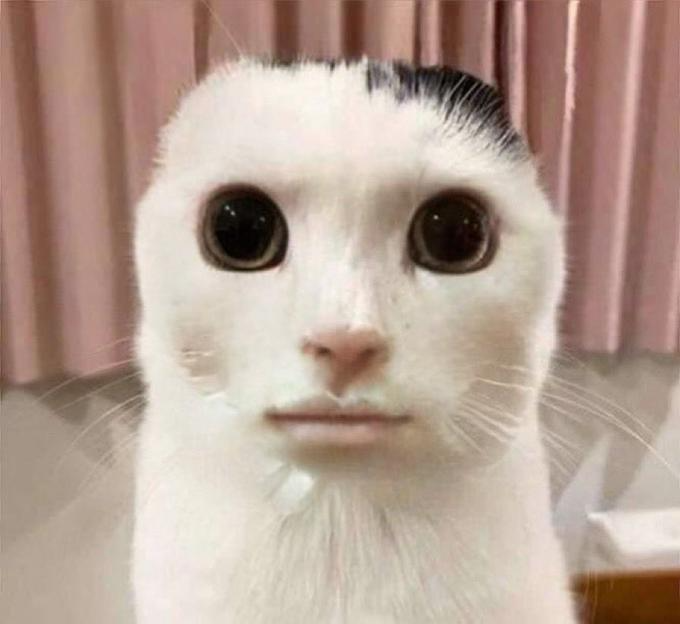  Funny animals, Funny animal photos, Silly 