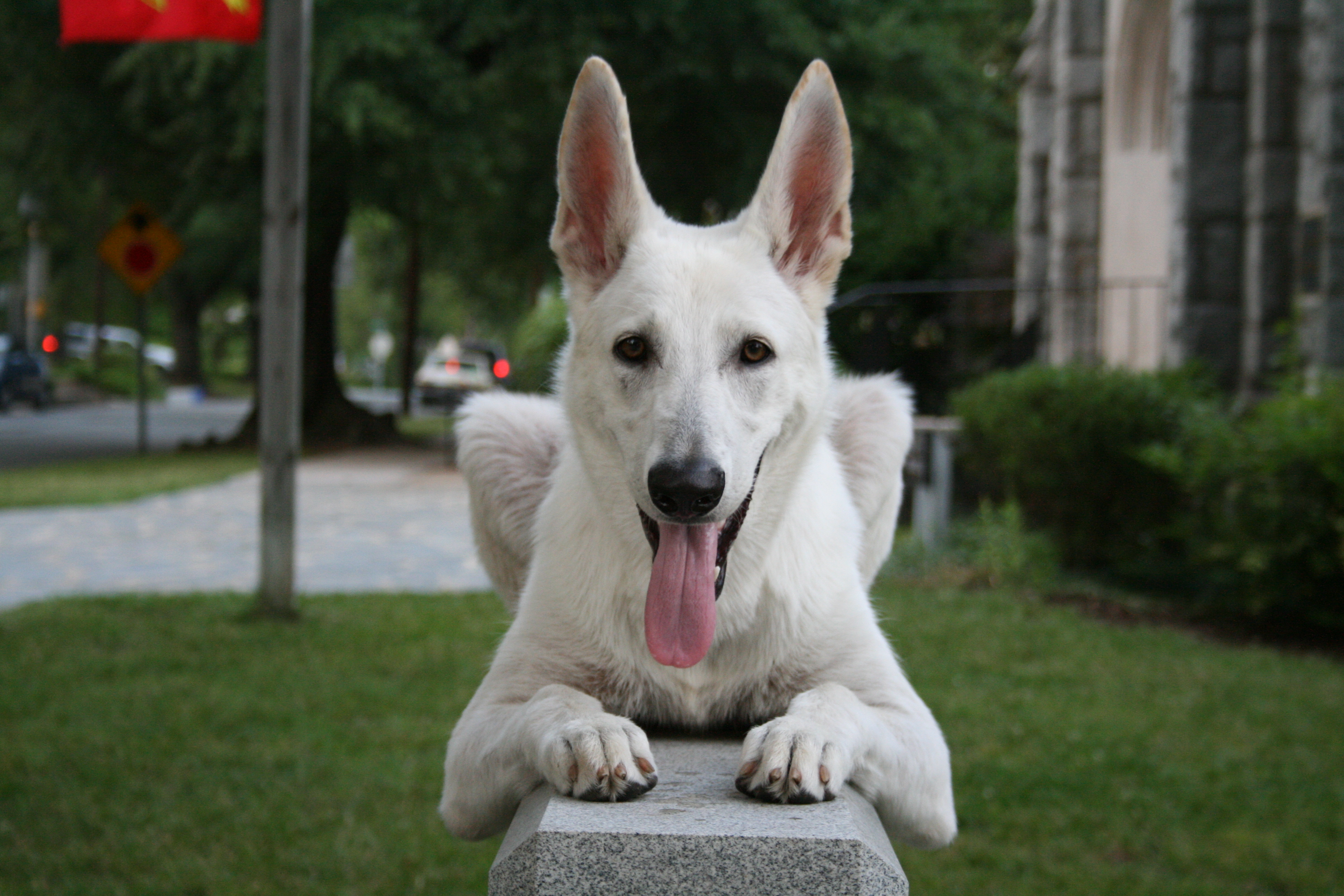  File:2008-06-26 White German Shepherd Dog Posing 3.jpg - Wikipedia, the Motiv 