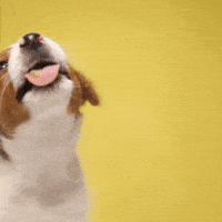  Funny Tuesday Dog Pictures Motiv 