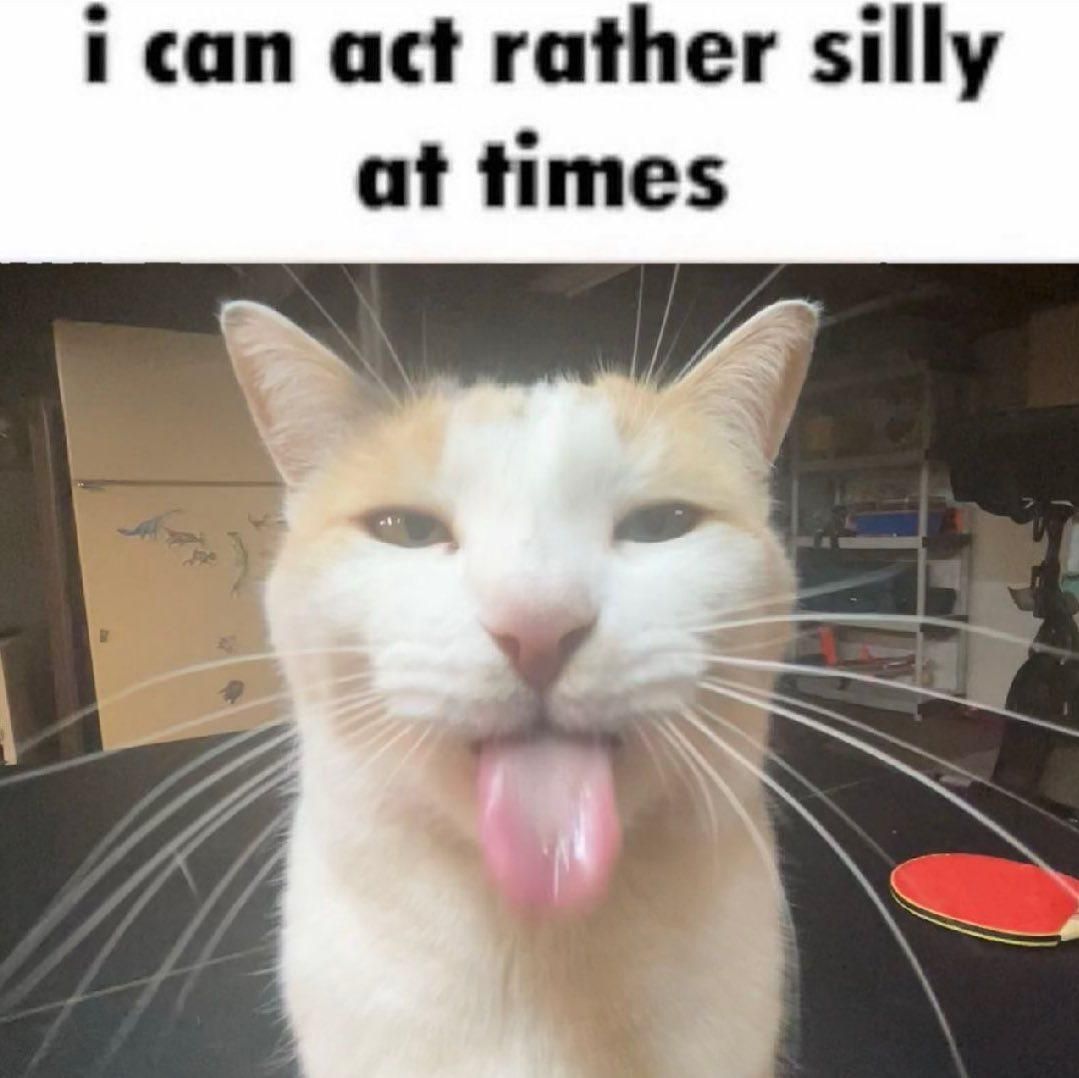  Silly Cat Memes: I Can Act Rather Silly at Times Bildidee 