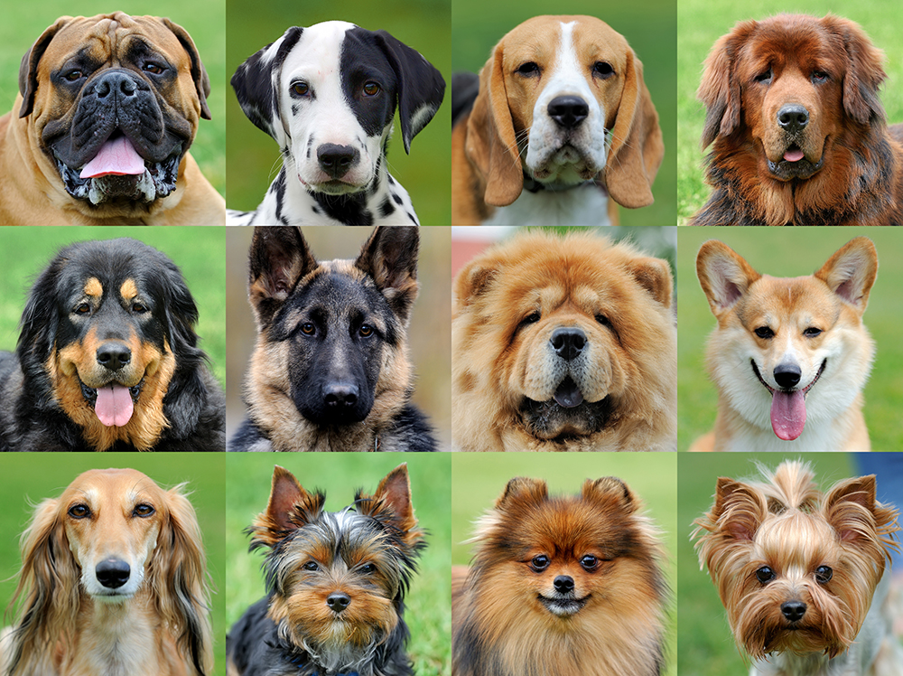  Dog Breeds. Motiv 