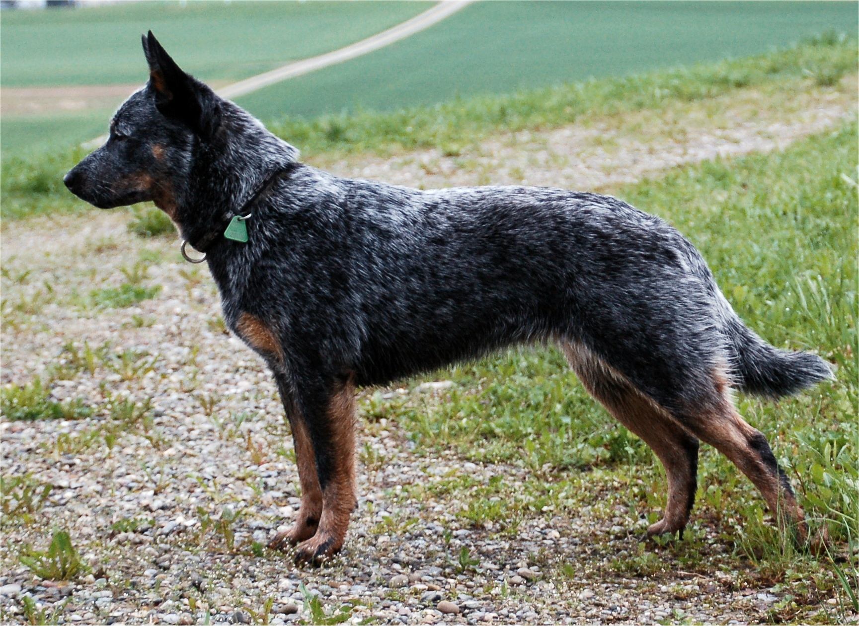 File:Australian Cattle Dog Naava.jpg - Wikimedia Commons Illustration 
