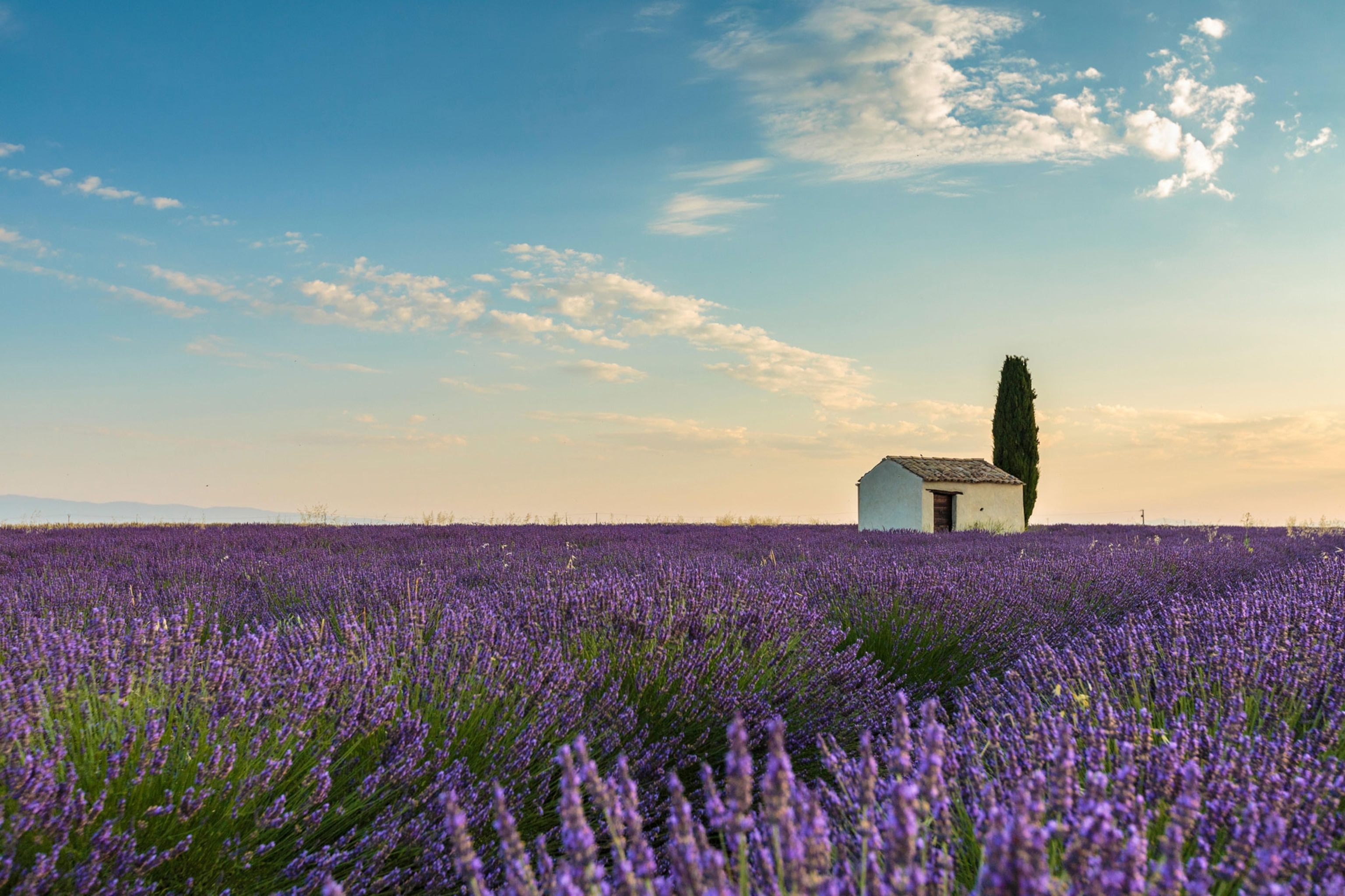  Provence’s iconic lavender fields may soon look very different Illustration 