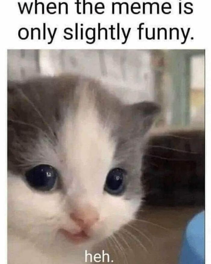  50 funny and relatable cat pics and memes to brighten up your day – Artofit Illustration 