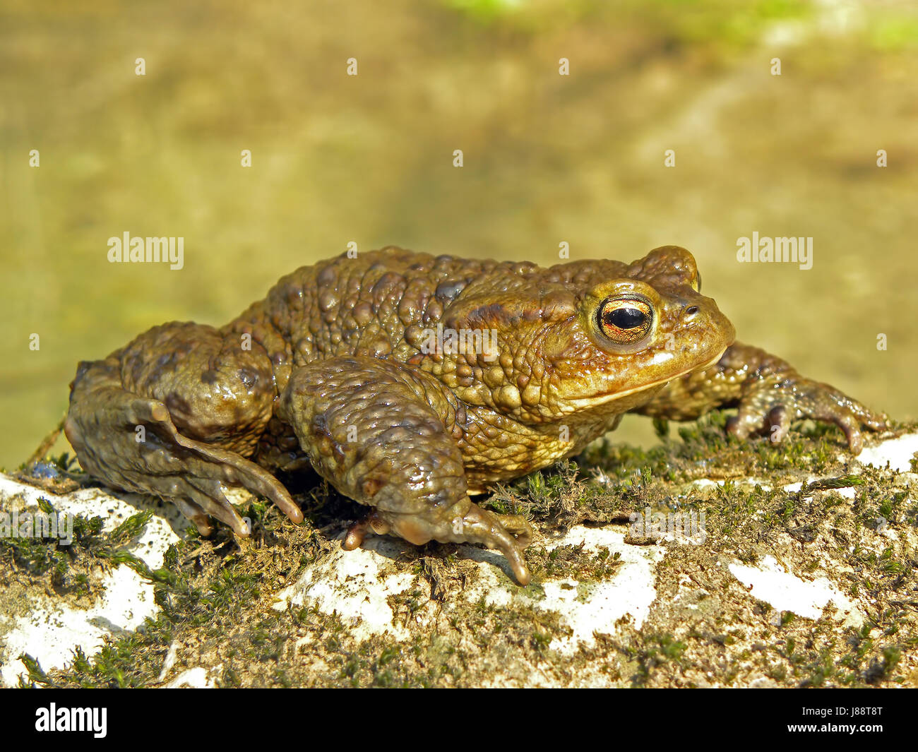  Amphibians toad warts protected hi-res stock photography and images - Alamy Bildidee 
