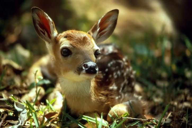  Free picture: cute, deer, fawn Motiv 