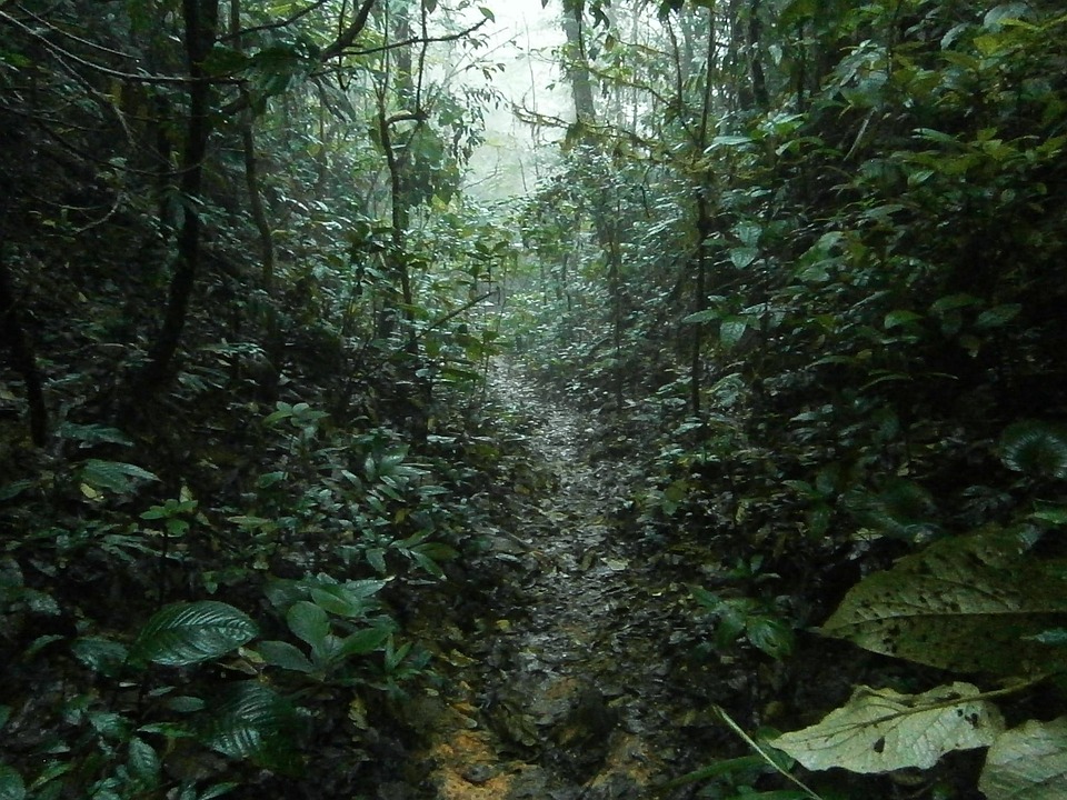  Jungle Rain Tropical · Free photo on Pixabay 