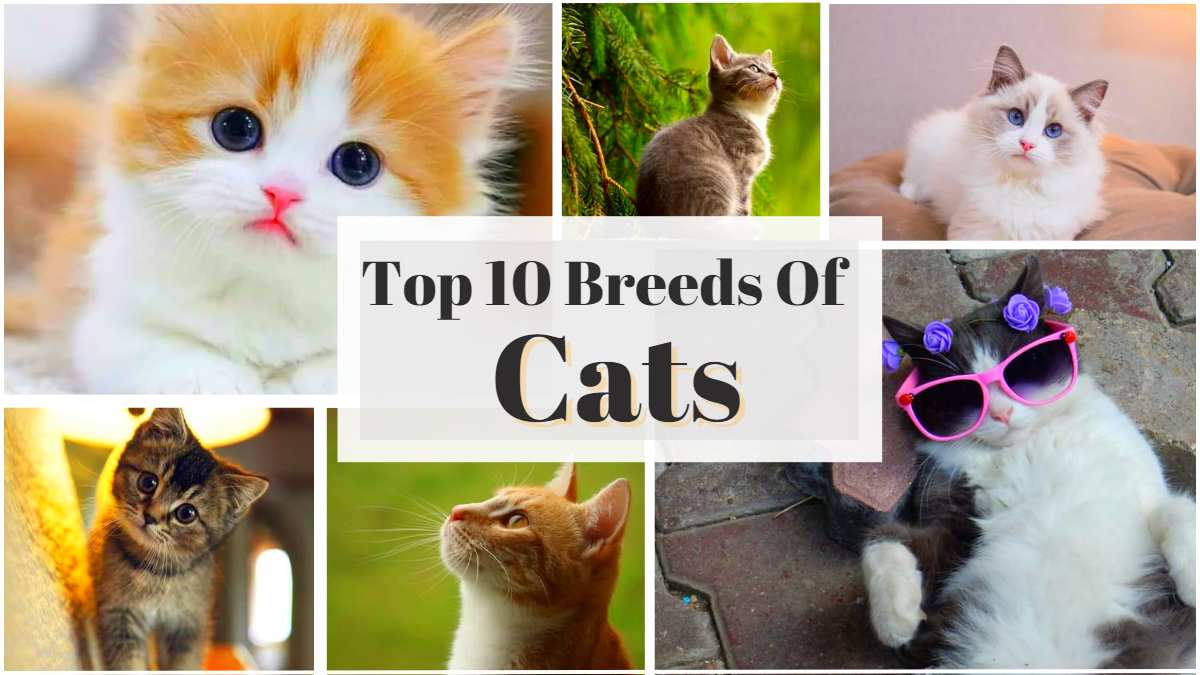  Cute Cat Breeds - Infoupdate.org Illustration 