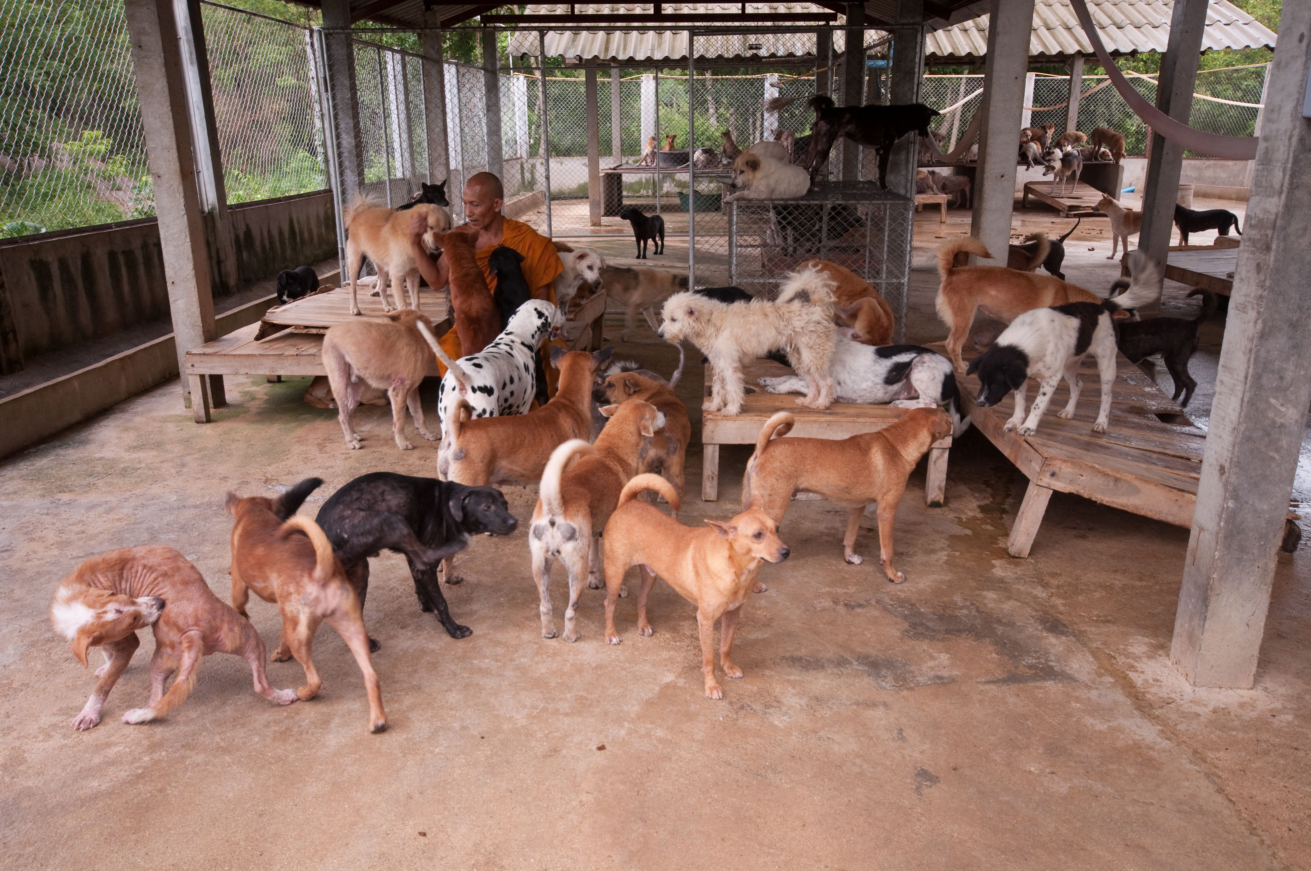  Unlocking How Dogs Breeds Are Created and Evolved Naturally Illustration 