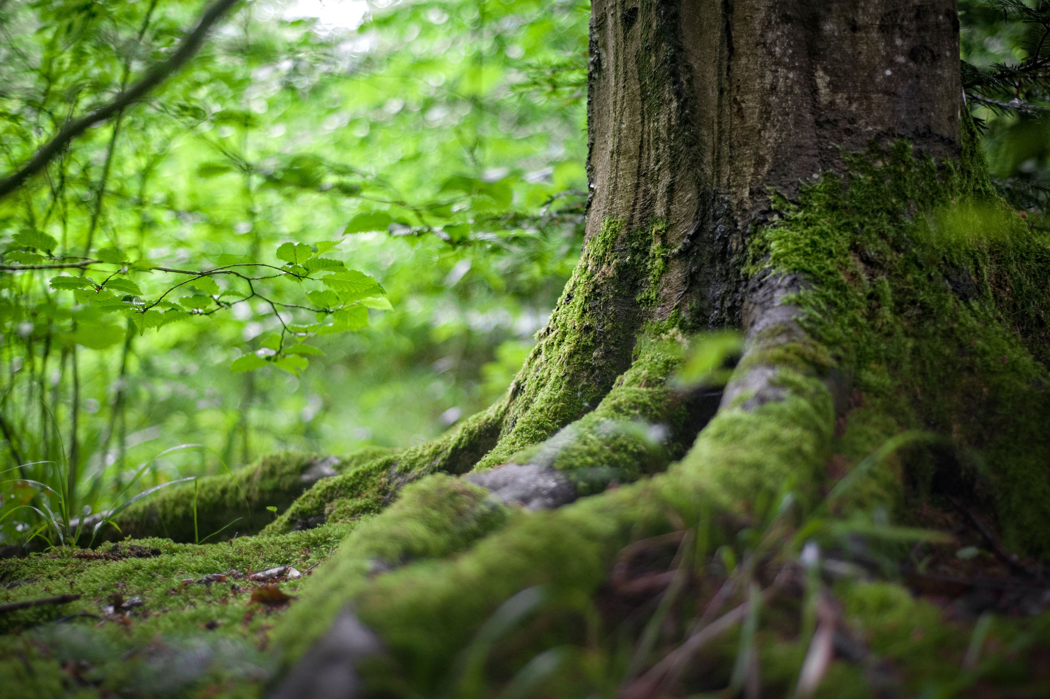  Foto gratuita di alberi, ambiente, boschi 