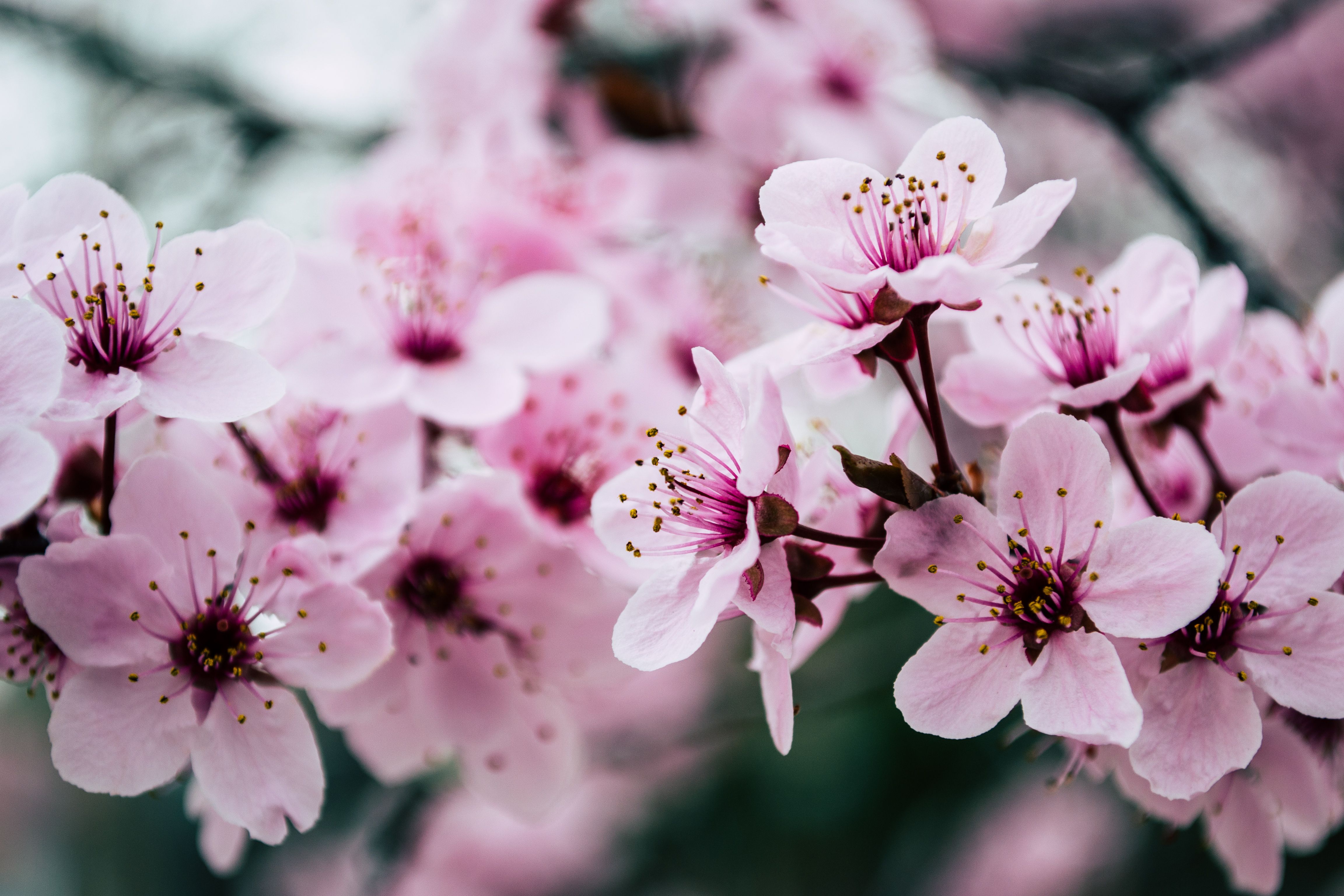  1000+ Interesting Pink Flowers Photos · Pexels · Free Stock Photos Illustration 