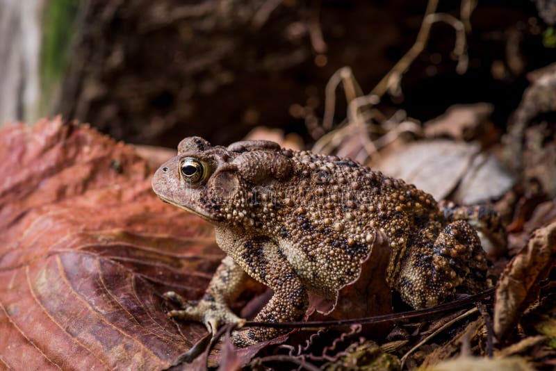  Wart Covered Eastern American Toad, Anaxyrus Americanus, Low Bildidee 