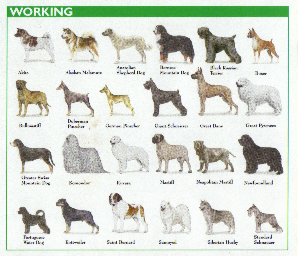 List Of Dog Breeds