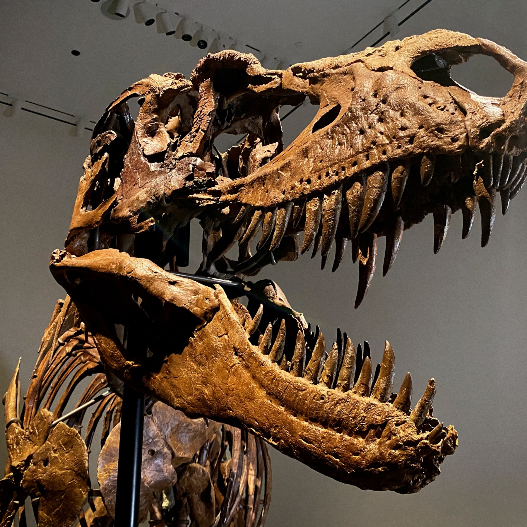  Torosaurus Skeleton 