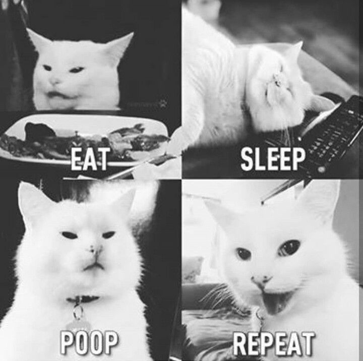  Cat Meme 
