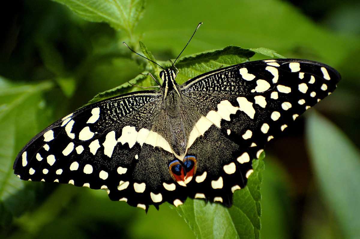  Foto zu File:Black Butterfly.jpg - Wikipedia 