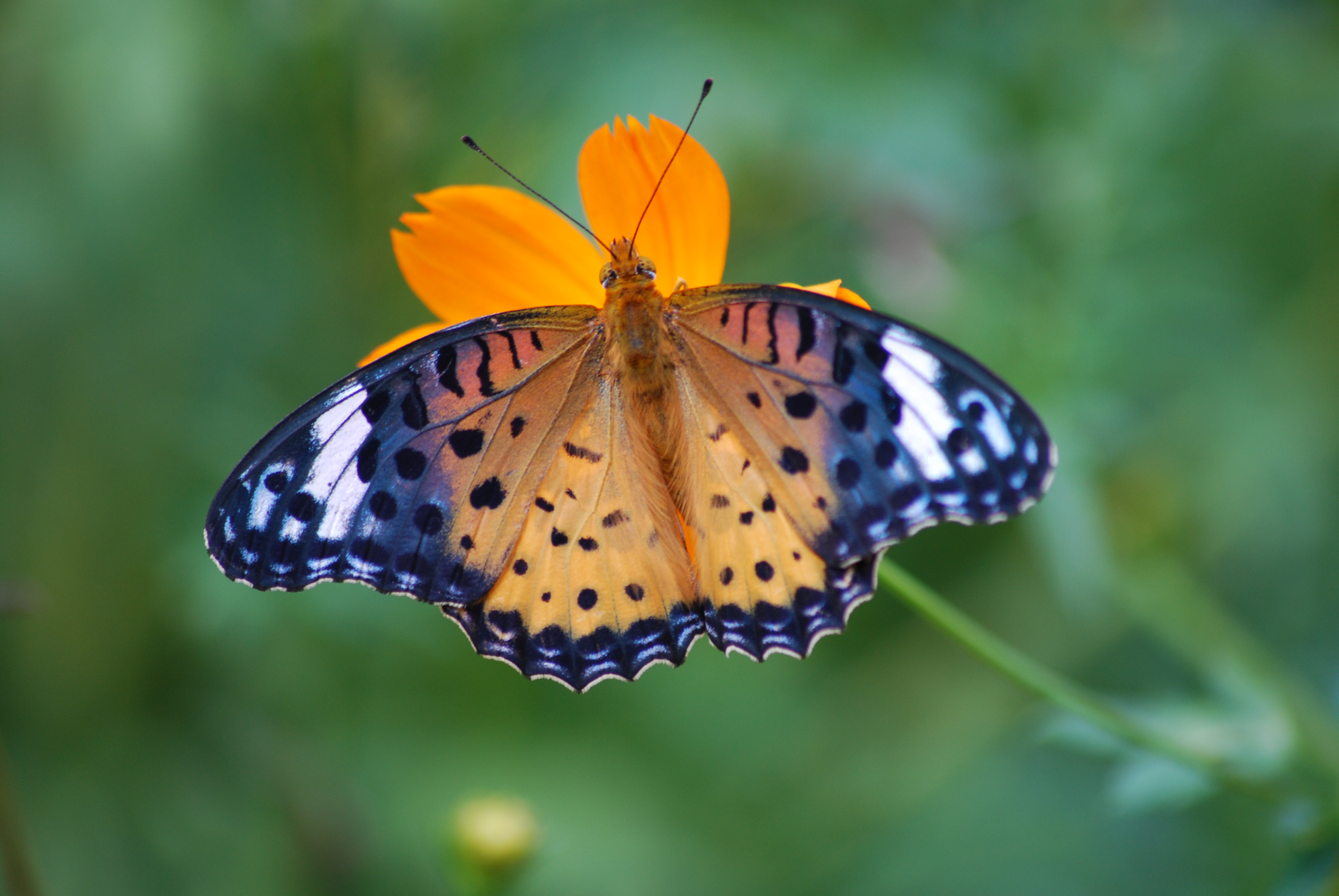  File:Butterfly macro.JPG - Wikimedia Commons Bildidee 