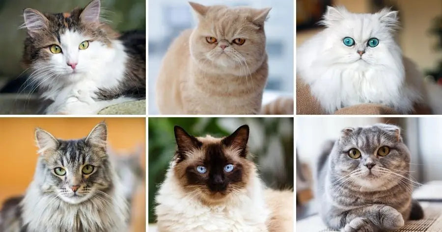  Kinds Of Cats Images 15 Grey Cat Breeds Most Popular Gray Cats Motiv 