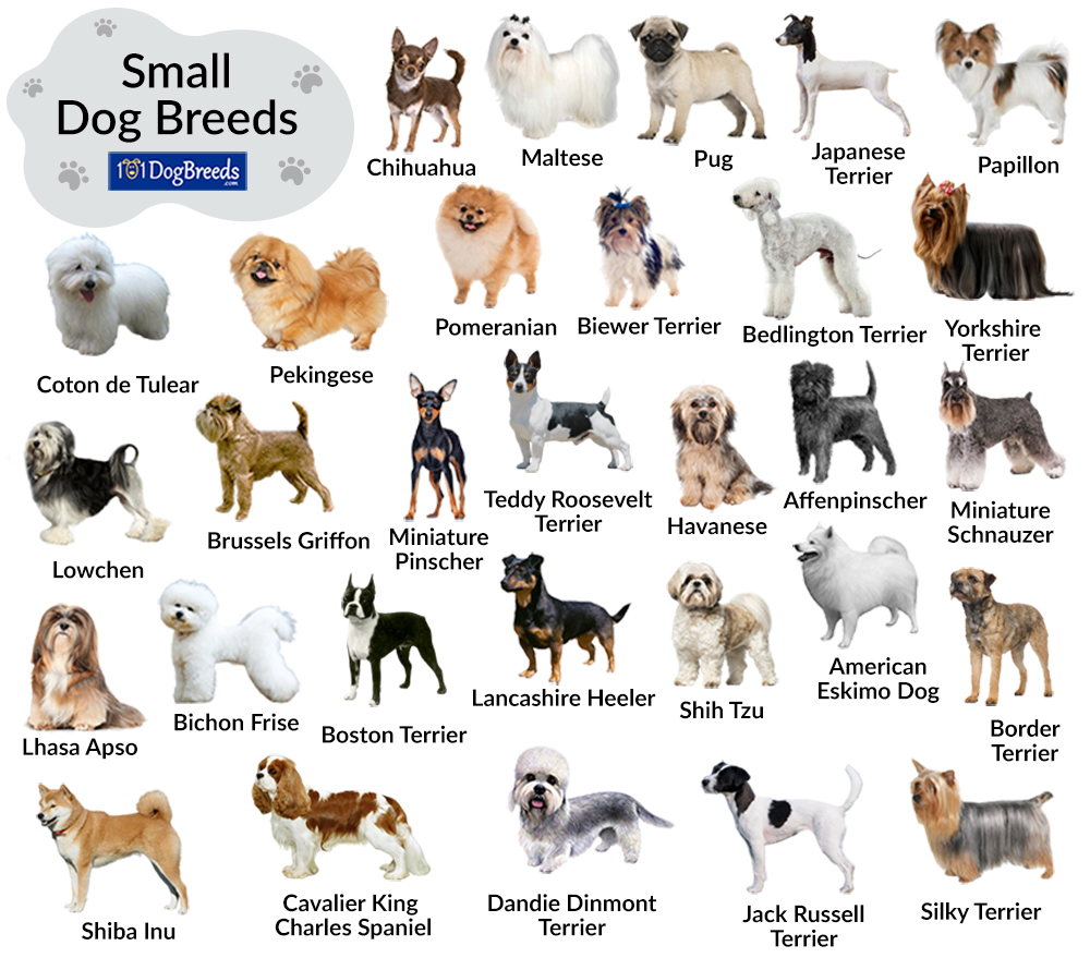  Little Dog Breeds Bildidee 