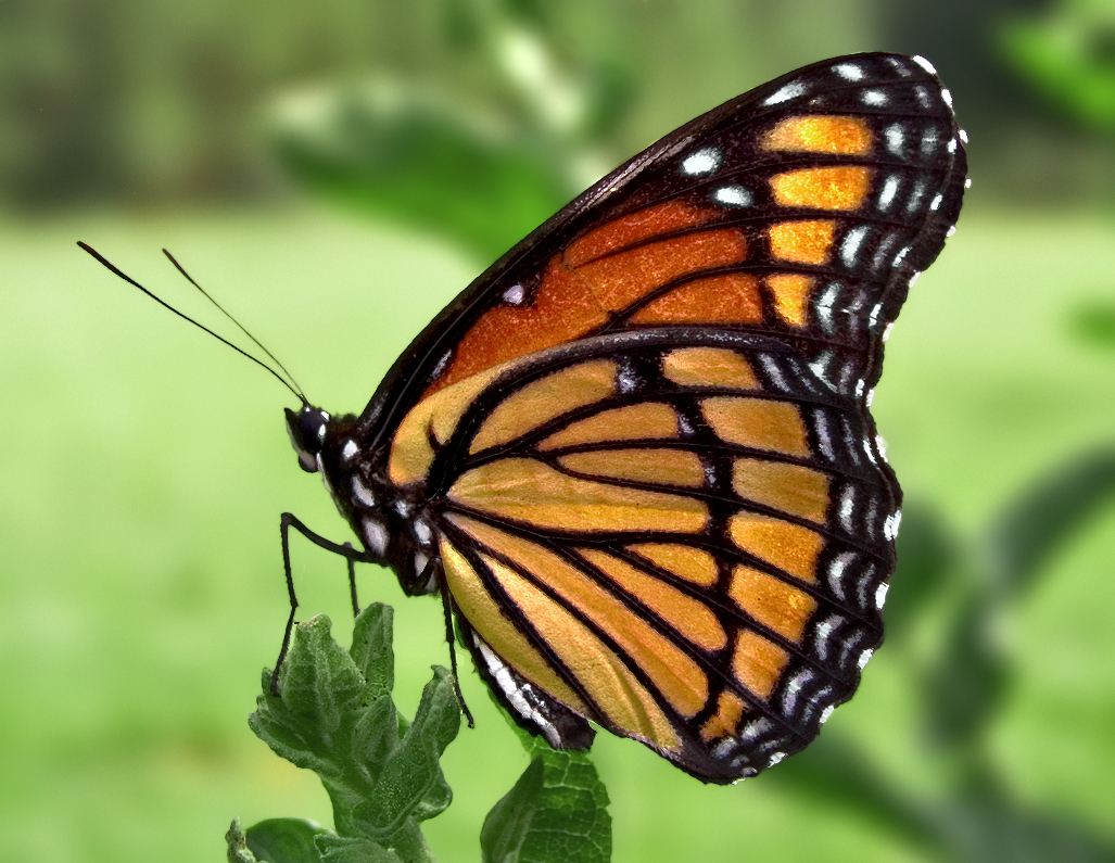  File:Viceroy Butterfly.jpg - Wikipedia, the free encyclopedia Bildidee 