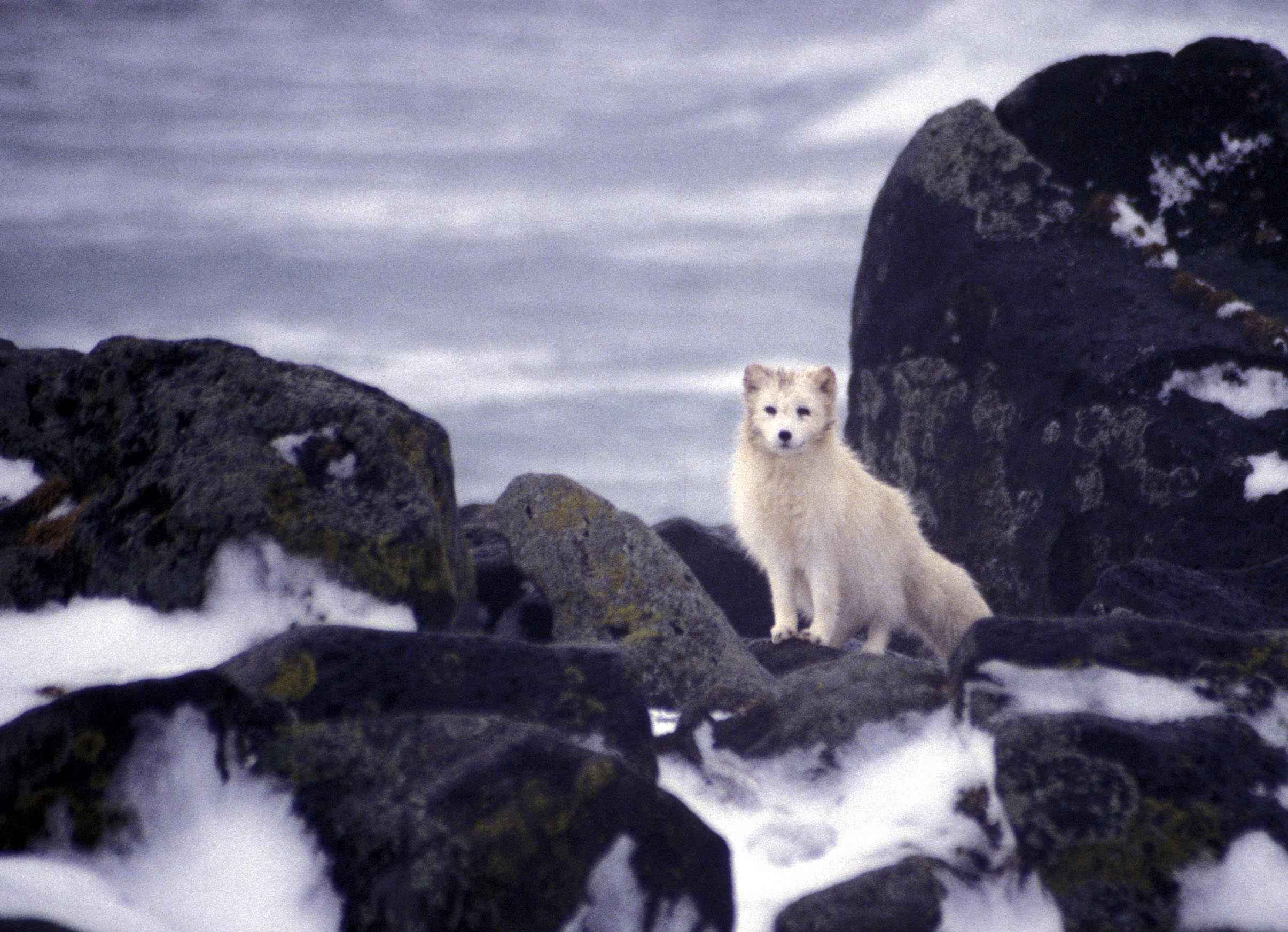  File:White arctic fox animal.jpg - Wikimedia Commons Illustration 