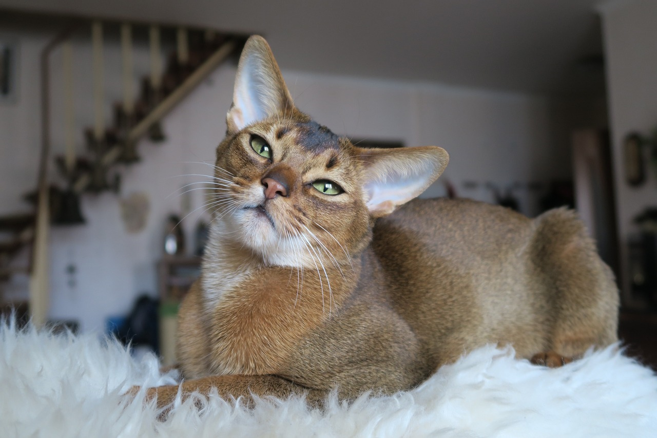  Foto zu 15 Cat Breeds Similar to Maine Coon (With Info & Pictures) - Catster 