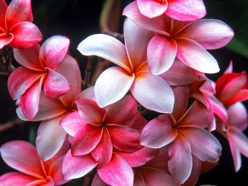  Blooming Flowers Images With High resolution - Duul Wallpaper Illustration 