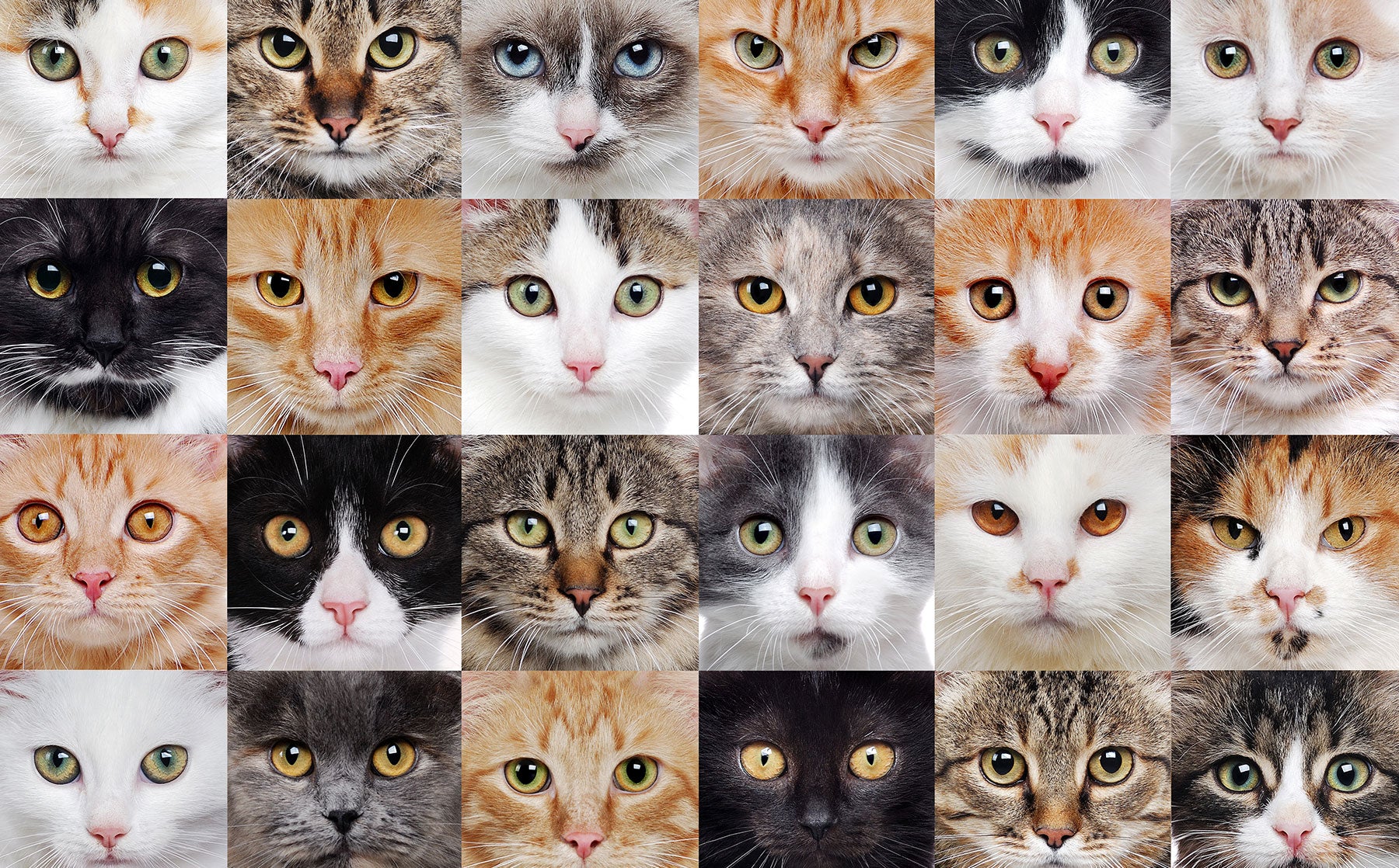  Different Types Of Cats The Different Cat Breeds Advanced New Breeds 