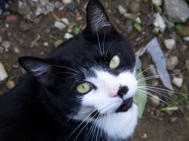  Frankie: The Adventurous Cat Motiv 